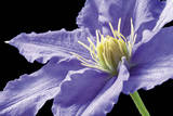 Purple Clematis Affiches par Amalia Veralli