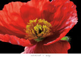 Red Poppy Prints by Amalia Veralli