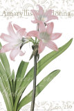 Amaryllis, no. 210 Lámina por Pierre-Joseph Redoute