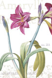 Amaryllis, no. 211 Affiches par Pierre-Joseph Redoute