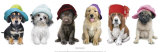 Hat Hounds Prints by Keith Kimberlin
