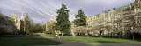 Cherry Trees in the Quad of a University, University of Washington, Seattle, King County Photographic Print by  Panoramic Images