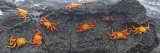 High Angle View of Sally Lightfoot Crabs on a Rock, Ecuador Photographic Print by  Panoramic Images