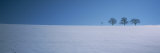 Footprints on a Snow Covered Landscape, St. Peter, Black Forest, Germany Lámina fotográfica por Panoramic Images Footprints on a Snow Covered Landscape, St. Peter, Black Forest, Germany Lámina fotográfica por Panoramic Images