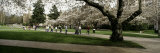 Cherry Trees in the Quad of a University, University of Washington, Seattle, King County Photographic Print by  Panoramic Images