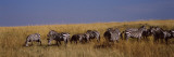Zebra Migration, Masai Mara National Reserve, Kenya Photographic Print by  Panoramic Images