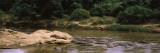 Herd of Hippopotamus in a Waterhole, Masai Mara National Reserve, Kenya Photographic Print by  Panoramic Images