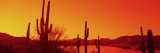 Silhouette of Saguaro Cacti at Sunrise, Tonto National Forest, Arizona, USA Fotografie-Druck von  Panoramic Images