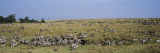 Zebra Migration, Masai Mara National Reserve, Kenya Photographic Print by  Panoramic Images
