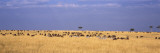 Wildebeests and Zebra Migration, Masai Mara National Reserve, Kenya Fotografie-Druck von  Panoramic Images