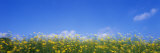 Flowers Sweden Photographic Print by  Panoramic Images