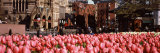 Tulips in a Garden with Buildings in the Background, Boston, Suffolk County, Massachusetts, USA Photographic Print by  Panoramic Images