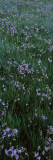 Shooting Star Flowers in a Field, Crane Flat, Yosemite National Park Lámina fotográfica por Panoramic Images