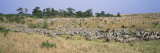 Zebra Migration, Masai Mara National Reserve, Kenya Photographic Print by  Panoramic Images