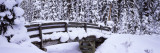 Snow Covered Footbridge in a Forest, Banff National Park, Alberta, Canada Lámina fotográfica por Panoramic Images Snow Covered Footbridge in a Forest, Banff National Park, Alberta, Canada Lámina fotográfica por Panoramic Images