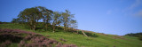 Trees on a Hill, Redwood National Park, California, USA Photographic Print by  Panoramic Images