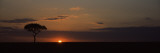 Sunrise over a Landscape, Masai Mara National Reserve, Kenya Lámina fotográfica por Panoramic Images Sunrise over a Landscape, Masai Mara National Reserve, Kenya Lámina fotográfica por Panoramic Images