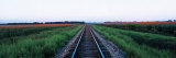 Railroad Tracks Stelle Il, USA Photographic Print by Panoramic Images Railroad Tracks Stelle Il, USA Photographic Print by Panoramic Images