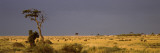 Wildebeests Migration, Masai Mara National Reserve, Kenya Photographic Print by  Panoramic Images
