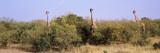 Giraffes Walking in a Field, Masai Mara National Reserve, Kenya Photographic Print by  Panoramic Images