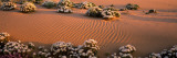 Birdcage Evening Primroses in a Desert, California, USA Photographic Print by  Panoramic Images