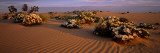 Birdcage Evening Primroses in a Desert, California, USA Photographic Print by  Panoramic Images