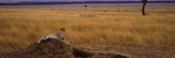 Cheetah Sitting on a Mound, Masai Mara National Reserve, Kenya Lámina fotográfica por Panoramic Images
