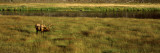 Elk in a Forest, Madison River, Yellowstone National Park, Wyoming, USA Photographic Print by  Panoramic Images