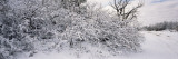 Bushes Covered with Snow, La Sal Mountains, Moab, Utah, USA Lámina fotográfica por Panoramic Images Bushes Covered with Snow, La Sal Mountains, Moab, Utah, USA Lámina fotográfica por Panoramic Images