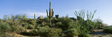 Sonoran Desert Saguaro Cactus Arizona Photographic Print by  Panoramic Images