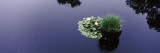 Water Lilies with a Potted Plant in a Pond, Olbrich Botanical Gardens, Madison, Wisconsin, USA Lámina fotográfica por Panoramic Images