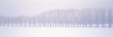 Row of Trees Uppland Sweden Photographic Print by  Panoramic Images