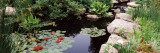 Water Lilies in a Pond, Sunken Garden, Olbrich Botanical Gardens, Madison, Wisconsin, USA Photographic Print by  Panoramic Images