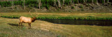 Elk in a Forest, Madison River, Yellowstone National Park, Wyoming, USA Photographic Print by  Panoramic Images