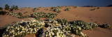 Birdcage Evening Primroses in a Desert, California, USA Photographic Print by  Panoramic Images