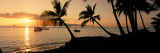 Silhouette of Palm Trees at Dusk, Lahaina, Maui, Hawaii, USA Photographic Print by  Panoramic Images