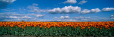 Clouds over a Tulip Field, Skagit Valley, Washington State, USA Lámina fotográfica por Panoramic Images