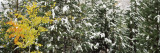 Trees Covered with Snow, Grand Teton National Park, Wyoming, USA Lámina fotográfica por Panoramic Images