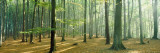 Woodlands Near Annweiler Germany Photographic Print by  Panoramic Images