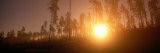 Sunrise and Morning Mist Sweden Photographic Print by  Panoramic Images