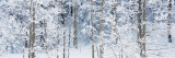 Aspen Trees Covered with Snow, Taos County, New Mexico, USA Photographic Print by  Panoramic Images