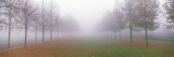 Trees in Fog Schleissheim Germany Photographic Print by  Panoramic Images