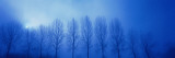 Trees in Fog Damme Belgium Photographic Print by  Panoramic Images