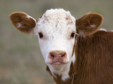 Calf Portrait Photographie