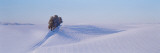 Washington, Tree in a Winter Landscape Lámina fotográfica por Panoramic Images Washington, Tree in a Winter Landscape Lámina fotográfica por Panoramic Images