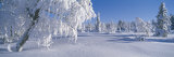 Winter Trees Sweden Photographic Print by  Panoramic Images