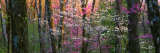 Virginia, Shenandoah National Park Photographic Print by  Panoramic Images