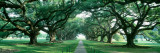Louisiana, New Orleans, Brick Path Through Alley of Oak Trees Lámina fotográfica por Panoramic Images