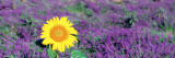 Lone Sunflower in Lavender Field, France Photographie par  Panoramic Images