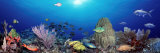 School of Fish Swimming in the Sea Photographic Print by  Panoramic Images